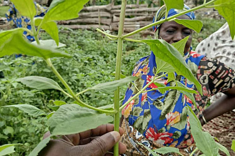 202509_Certification_manioc_01_500x333_result