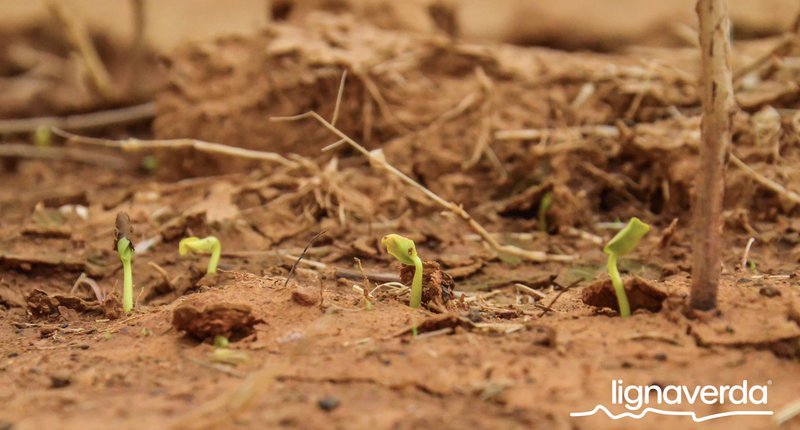 Diareeks_Lignaverda_Schilde10 1_result