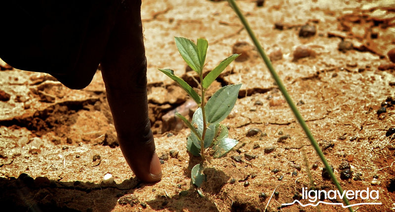 Diareeks_Lignaverda_Schilde11_result