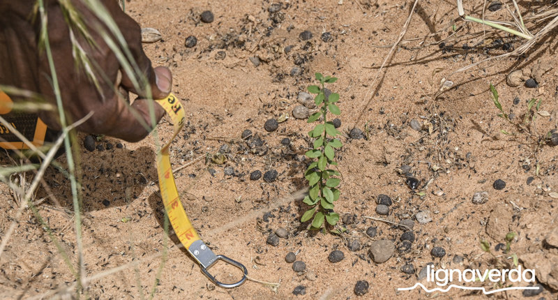 Diareeks_Lignaverda_Schilde12 1_result