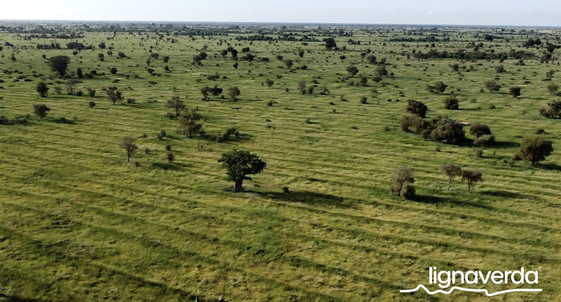 Diareeks_Lignaverda_Schilde16_result