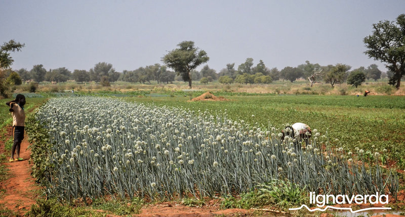 Diareeks_Lignaverda_Schilde18 1_result