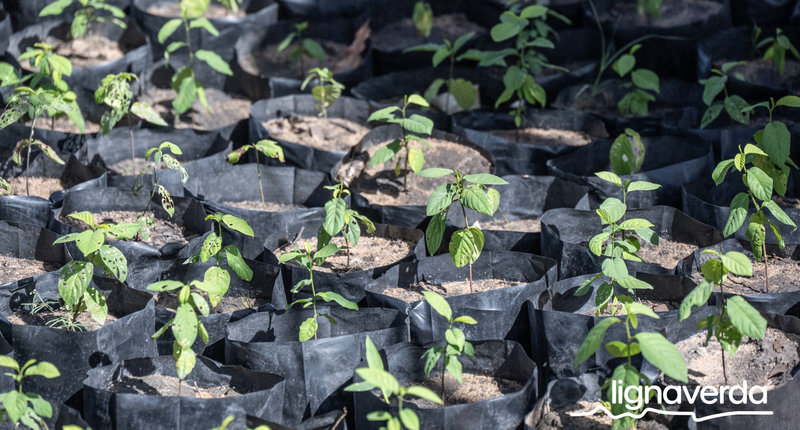 Diareeks_Lignaverda_Schilde19 1_result