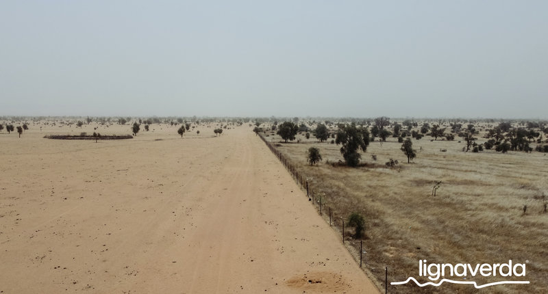 Diareeks_Lignaverda_Schilde1_result