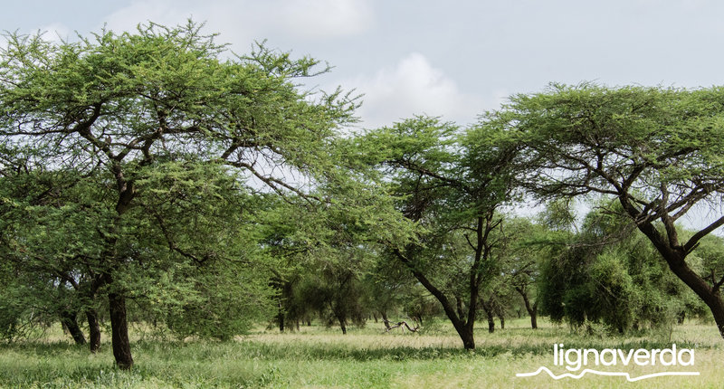 Diareeks_Lignaverda_Schilde22 1_result