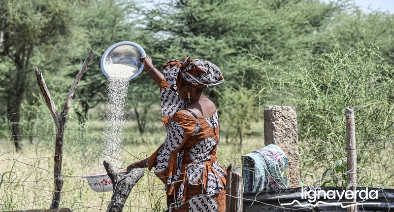 Diareeks_Lignaverda_Schilde24 1_result