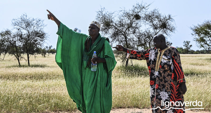 Diareeks_Lignaverda_Schilde25 1_result