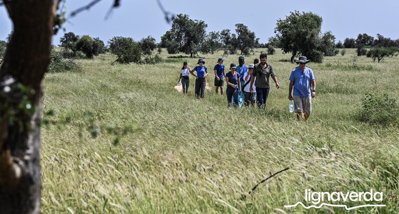 Diareeks_Lignaverda_Schilde26_result