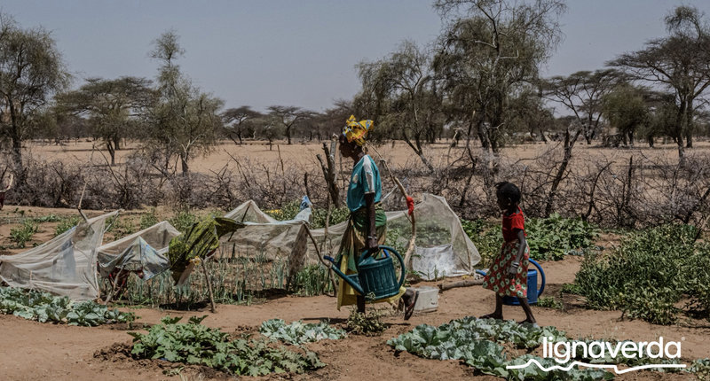 Diareeks_Lignaverda_Schilde31 1_result