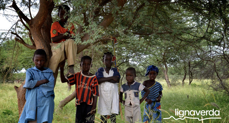 Diareeks_Lignaverda_Schilde36 1_result