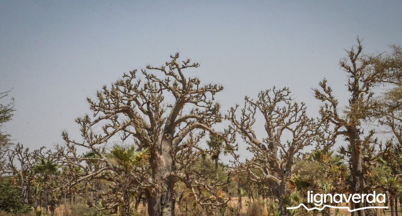 Diareeks_Lignaverda_Schilde37_result