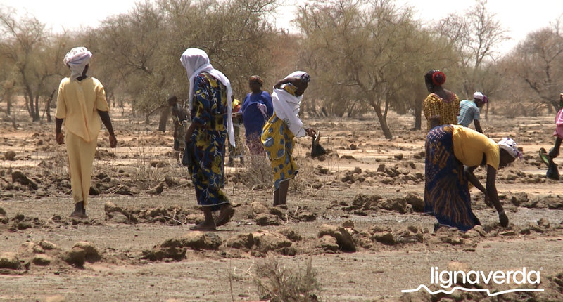 Diareeks_Lignaverda_Schilde8_result