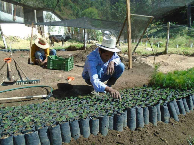 hombre-indigena-maya-con-retonos-de-plantas-listos-para-sembrarse_result
